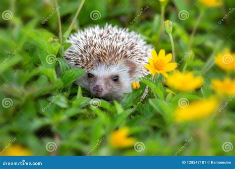 European Hedgehog Playing At The Flower Garden Very Pretty Face Stock