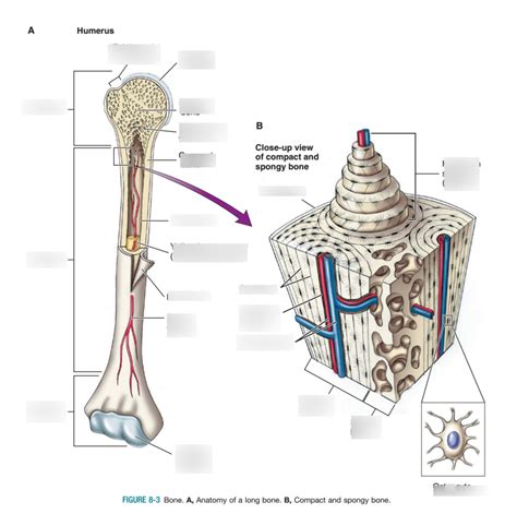 Basic Long Bone Anatomy Diagram Quizlet