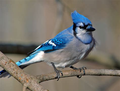 Dunedin blue jays happy holidays baseball ornament. Cyanocitta cristata - Wikipedia, la enciclopedia libre