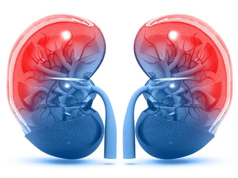 Kidneys Structure Function And Diseases