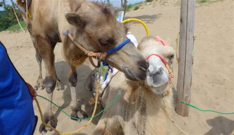 Camels feet expand when bearing weight to keep them from sinking in the sand. Camel Riding Experience（ACTIVITIES） | Tottori Sand Dunes ...
