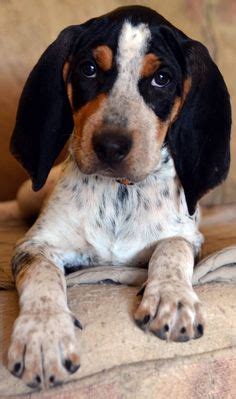 Tan markings and red ticking may be present, but are not required. red tick coonhound | American English Coonhound / Redtick ...