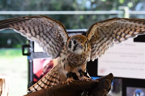 Woodlands Wildlife Refuge In Pittstown Held Its Annual Community Day