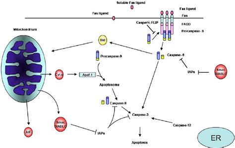 apoptotic pathways two major apoptotic pathways are active in download scientific diagram