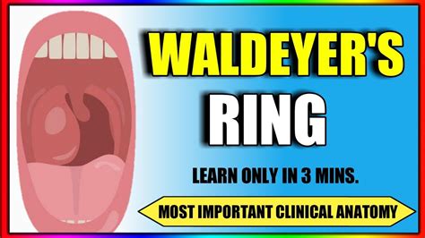 Waldeyers Ring Clinical Anatomy Youtube