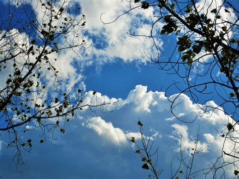 Trees With Glistening Clouds Free Stock Photo Public Domain Pictures