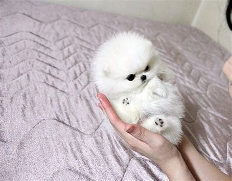 White Teacup Pomeranian Puppies Ready In 2021 Pomeranian Puppy Teacup