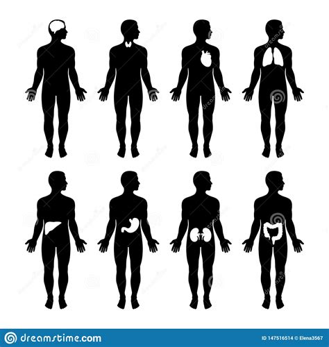 Human Body Silhouettes Vector Illustration 23423596