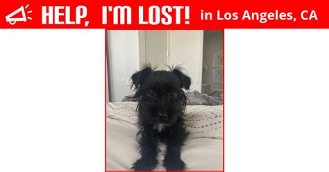 Lost Dog Los Angeles California Charlie