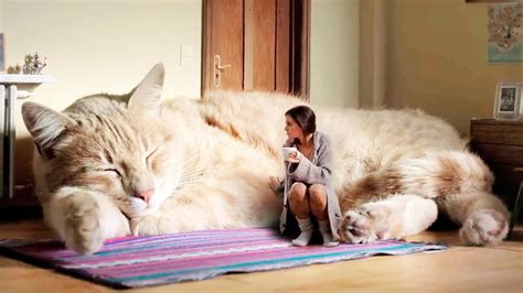 The Biggest Cat In The World