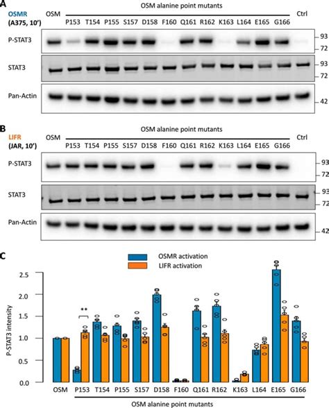 The Ab Loop And D Helix In Binding Site Iii Of Human Oncostatin M Osm