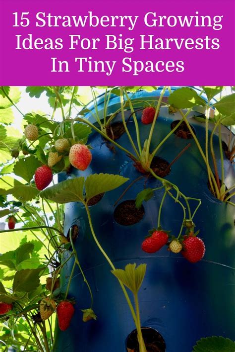 15 Innovative Strawberry Planting Ideas For Big Harvests In Tiny Spaces
