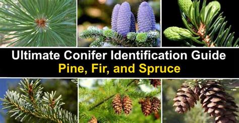 Conifer Leaves Identification