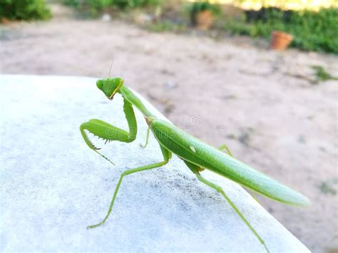 Mantis Or Praying Mantis Mantis Religiosa Insect In The Garden Stock