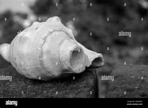 Conch Shell Black And White Hi Res Stock Photography And Images Alamy