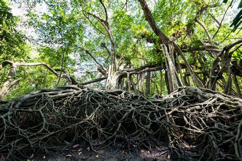 100 Years Banyan Tree Forest At Little Amazon Phang Nga Stock Image