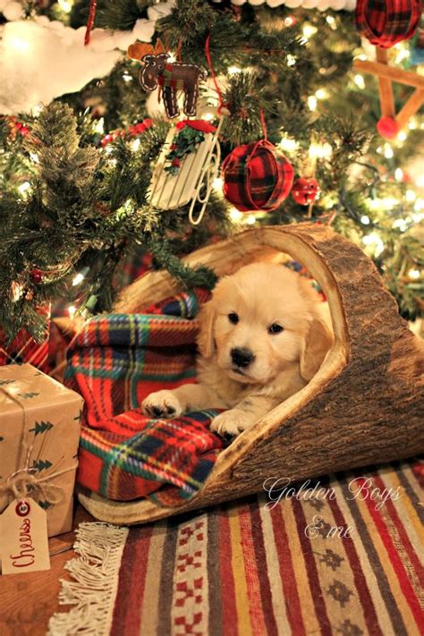A Very Special Christmas Present Christmas Puppy Retriever Puppy