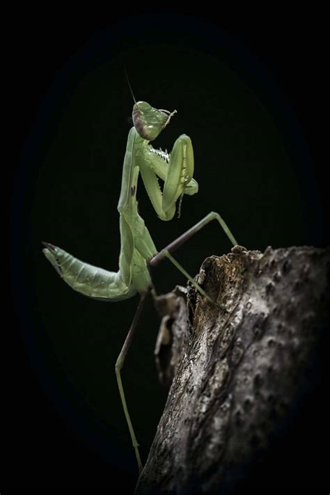 Mantis Green Praying Mantis On Gray Wooden Stick Animal Image Free Photo