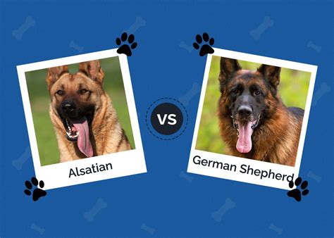 Alsatian Vs German Shepherd Dogs Whats The Difference Hepper