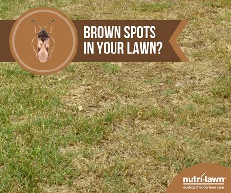 How To Kill Bugs In Your Lawn