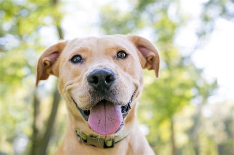 Considering A Pit Bull Lab Mix Everything You Need To Know