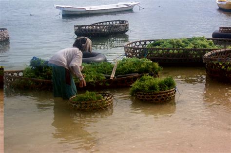 Seaweed Indonesia Seaweed Farming In Indonesia Nusa Lembongan