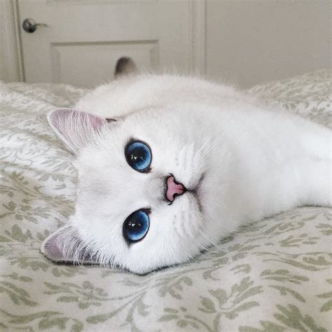 Colbythe Cat With The Beautiful Blue Eyes Ivibites