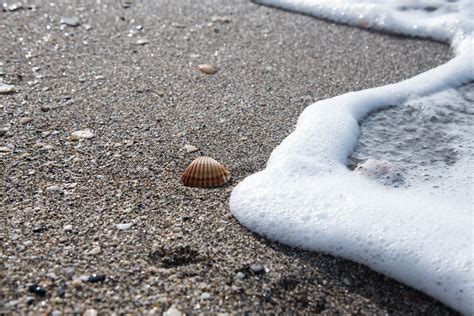 Free Images Sea Rock Shore Asphalt Foam Soil Material Shells