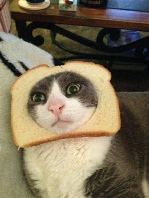 Pin By Magalí On Gatitos Cats Cat Bread Cats And Kittens