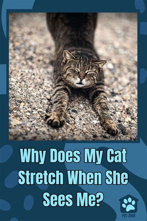 ever wondered why your cat stretches every time she sees you find out what this behavior really