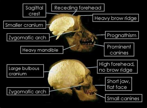 Australopithecus Africanus Skull Features
