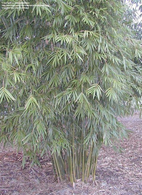 Plantfiles Pictures Slender Weavers Bamboo Graceful Bamboo Gracilis