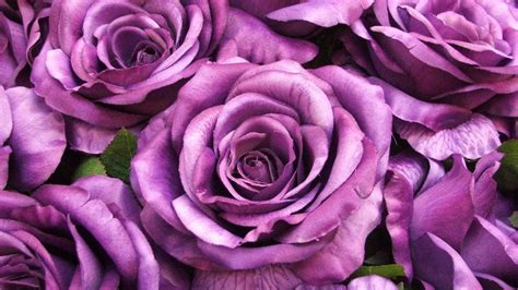 Purple Rose Photos