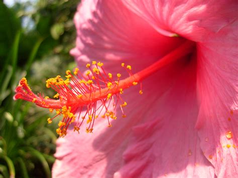 Filestamen Of A Pink Flower 3575978071 Wikimedia Commons