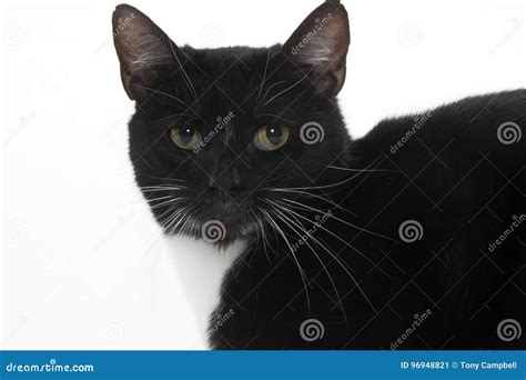 Cute Tuxedo Cat On White Stock Image Image Of Single 96948821