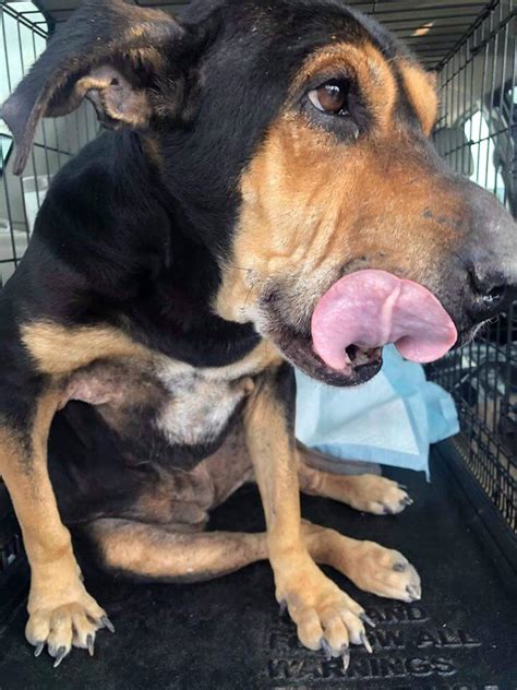Abandoned Dog Found In South Texas Field Being Eaten Alive By Fleas