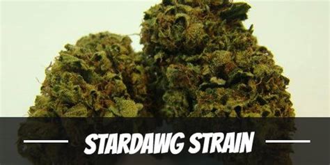 Stardawg Strain Information And Review