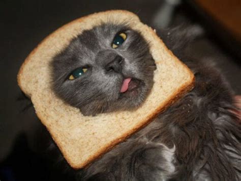 Cat Bread Collection Of Funny Photos Of Inbread Cats