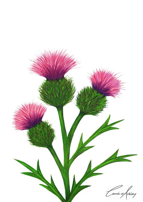 Collection Of Thistle Clipart Free Download Best Thistle Clipart On