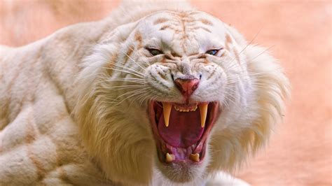 Video disponibile anche in download. Wallpaper Roaring White Tiger, White Tiger, wild, fangs, Animals #10014