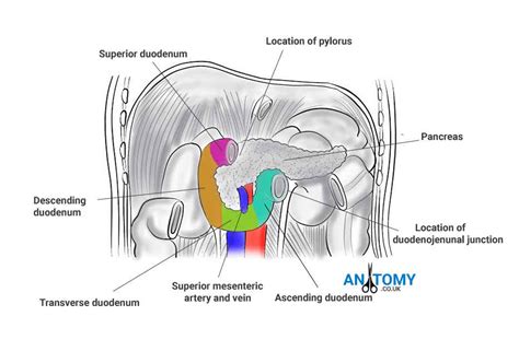 The duodenum is the first section of the small intestine in most higher vertebrates, including mammals, reptiles, and birds. Duodenum - Anatomy, Function, Location, Pictures, Significance