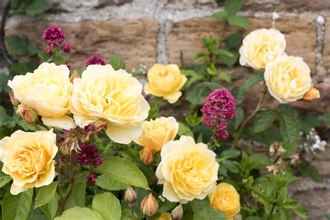 Free Stock Photo 12909 Colorful Yellow Roses In A Cottage Garden