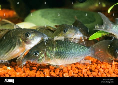 High Fin Brochis Emerald Catfish Corydoras Splendens Brochis Stock
