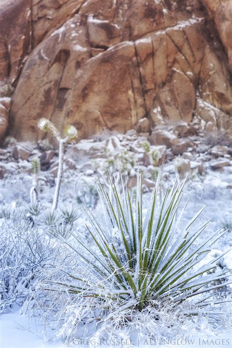 Snow Covered Mojave Yucca And Cliffs Alpenglow Images Photography