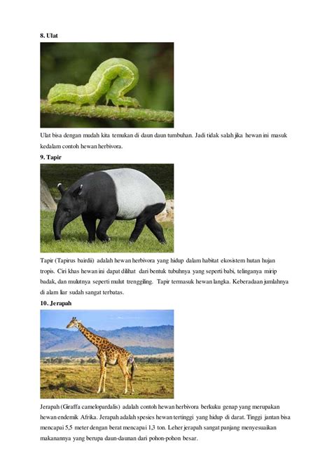 10 Contoh Hewan Herbivora Lengkap Dengan Gambar Beserta Penjelasannya