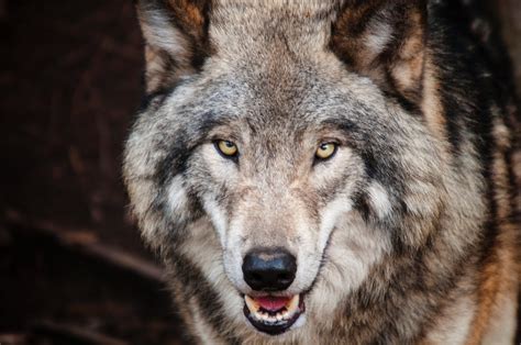 Wolves Fact Sheet Blog Nature Pbs