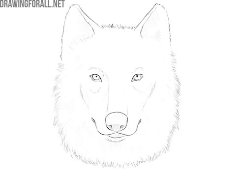 How To Draw A Wolf Face 2023 Azsage