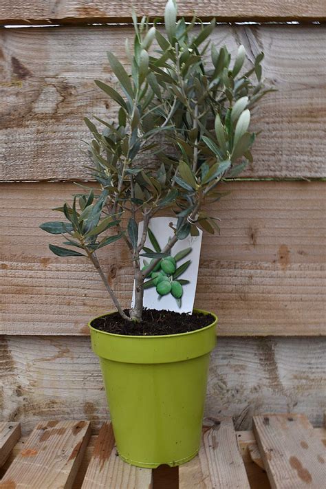Small Bush Olive Tree | Olive Grove Oundle