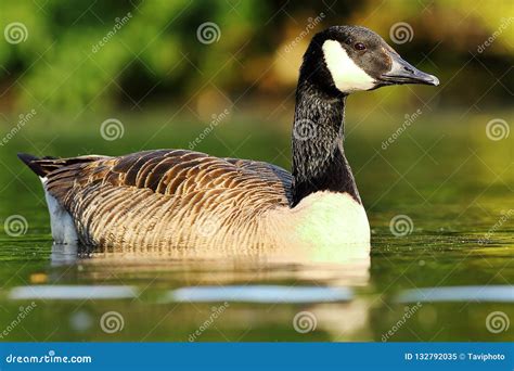 Canadian Goose Floating On Pond Surface Stock Image Image Of Duck