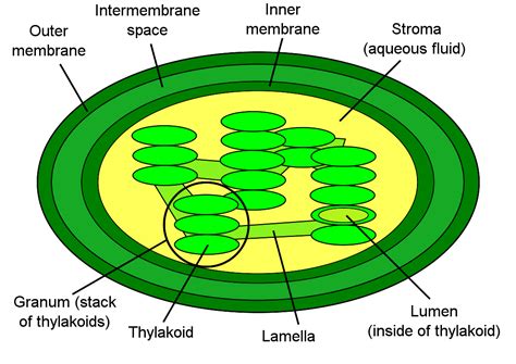 Chloroplast